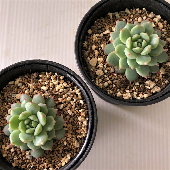 多肉植物 hmエケベリア ラストコンサート 多肉植物 エケベリア 6cmポット