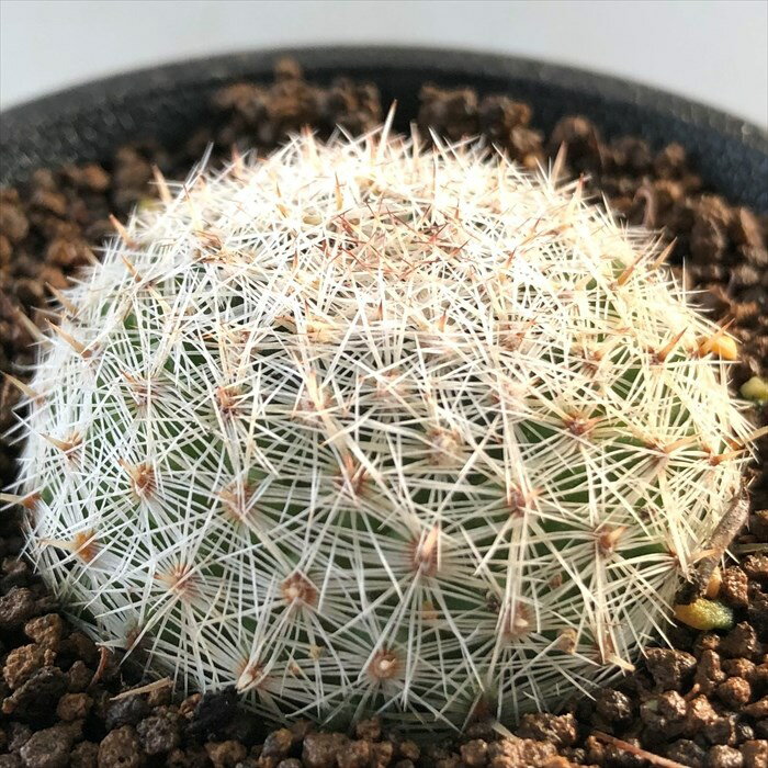 多肉植物 guサボテン オリビアエ 多肉植物 7.5cmポットのサムネイル