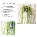 nihonkakiryuutuu:10019097のサンプル画像2