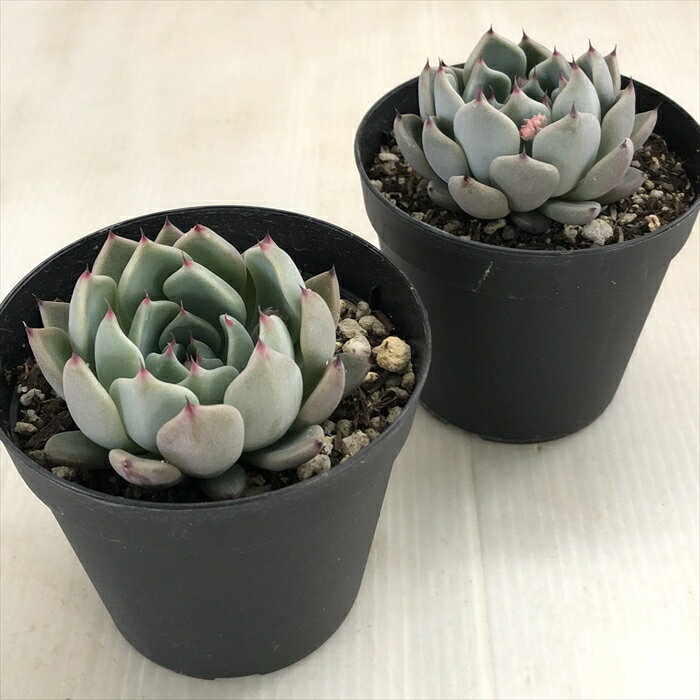 【楽天スーパーセール P5倍】 多肉植物 skエケベリア ジャッカル 多肉植物 エケベリア 7.5cmポット