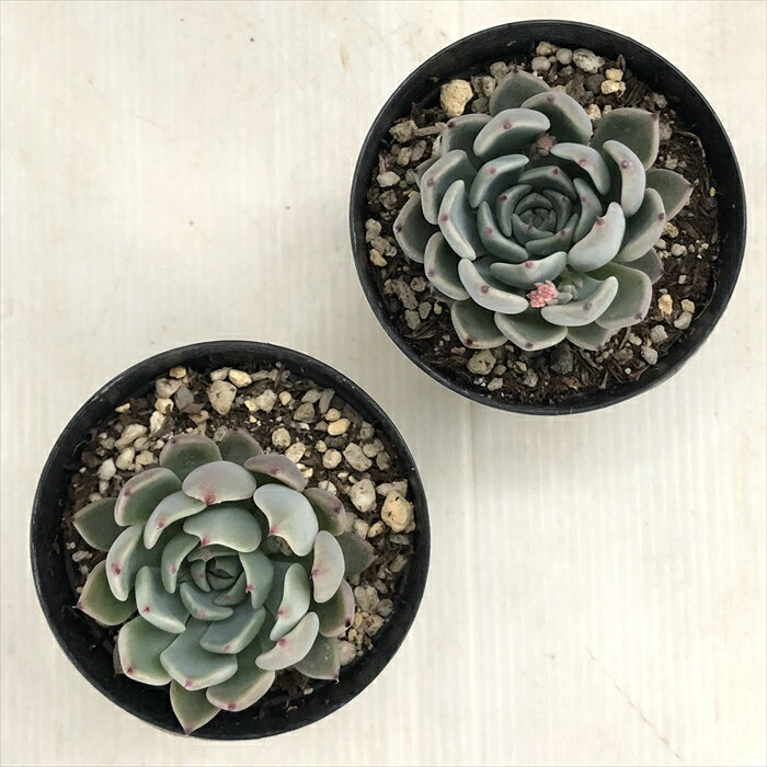 【楽天スーパーセール P5倍】 多肉植物 skエケベリア ジャッカル 多肉植物 エケベリア 7.5cmポット