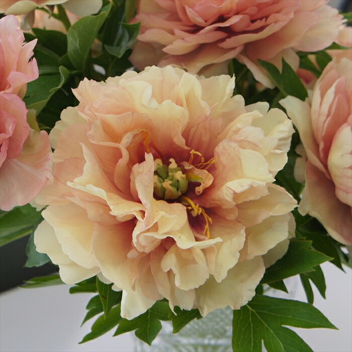 予約販売 インターセクショナルハイブリッド芍薬 開花見込み苗 カナリー ブリリアント 15cm鉢 ハイブリッド芍薬 ハイブリッドシャクヤク 牡丹×芍薬交配種 花苗 落葉 nic 4月下旬以降発送のサムネイル