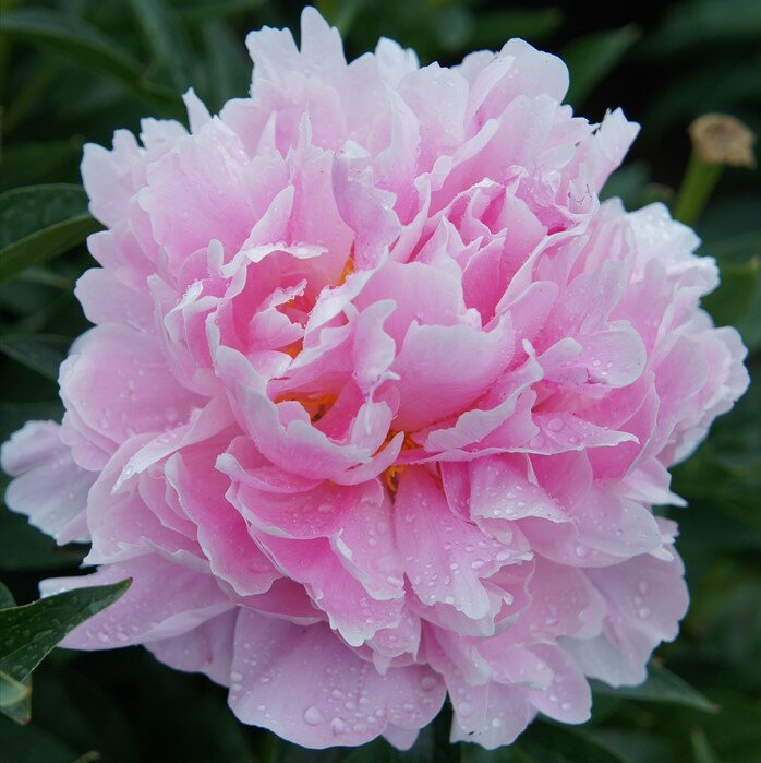 予約販売 芍薬 ミス エックハルト 15cm鉢苗 シャクヤク しゃくやく 花苗 落葉 nics 11月下旬以降発送のサムネイル