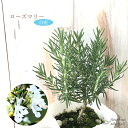 ローズマリー 苗 白花 10.5cmポット 虫除け 立性 宿根草 苗木 花木 ハーブ苗 Herb