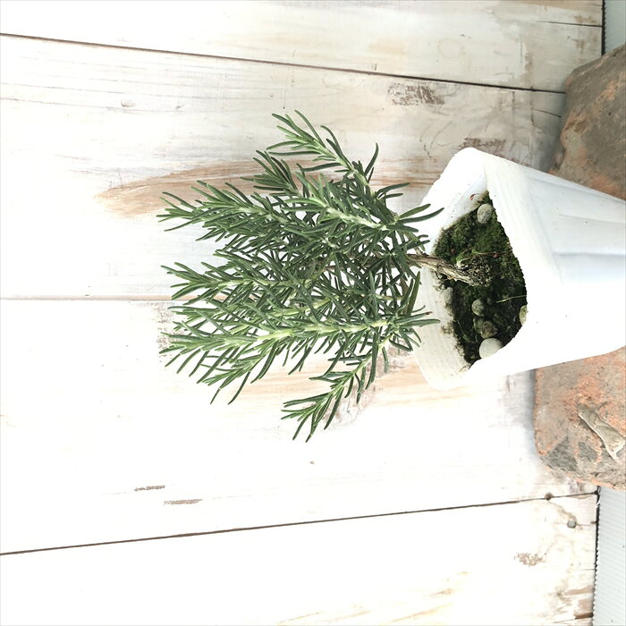 ローズマリー 苗 白花 10.5cmポット 虫除け 立性 宿根草 苗木 花木 ハーブ苗 Herb