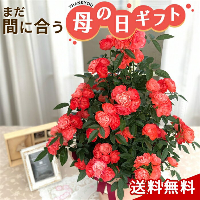 ポイント2倍★クーポン＆早割 母の日 プレゼント バラ オレンジマザーズデイ タワー 6号鉢 送料無料 母の日ギフト 花 鉢植え つるバラのサムネイル