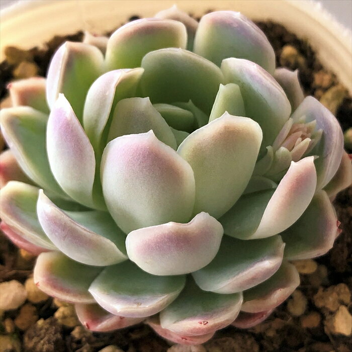 多肉植物 nbエケベリア エレガンス 多肉植物 エケベリア 7.5cmポットのサムネイル