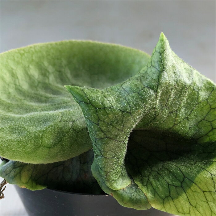 コウモリラン ビカクシダ グランデ 9cmポット プラティセリウム 観葉植物 インテリア おしゃれのサムネイル