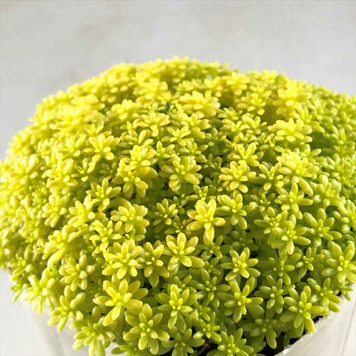 多肉植物 sbセダム 細葉黄金万年草 多肉植物 セダム 7.5cmポットのサムネイル