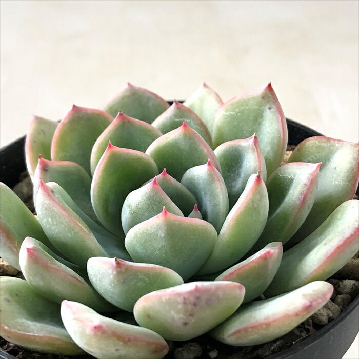多肉植物 skエケベリア リラシナ×プリドニス 多肉植物 エケベリア 7.5cmポットのサムネイル