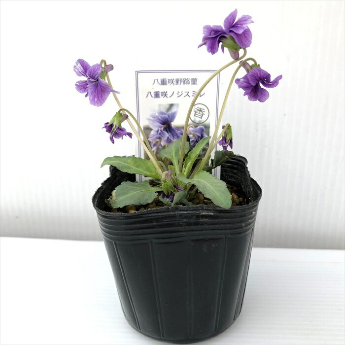 予約販売 スミレ 苗 ヤエザキノジスミレ 7.5cmポットすみれ 山野草 多年草 ガーデニング 花苗 宿根草 nfs 11月中旬以降発送