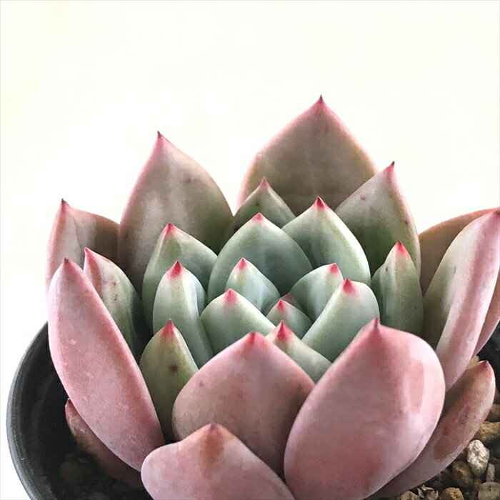 多肉植物 hmエケベリア ピンクシャンペン 多肉植物 エケベリア 6cmポットのサムネイル
