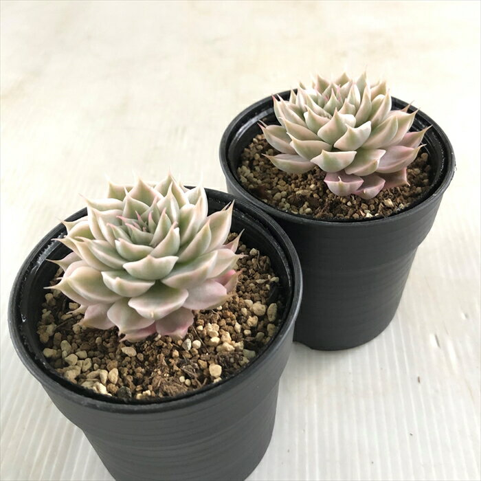 【楽天スーパーセール P5倍】 多肉植物 hmグラプトベリア マーガレットレッピン錦 多肉植物 エケベリア 6cmポット