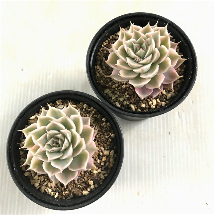 【楽天スーパーセール P5倍】 多肉植物 hmグラプトベリア マーガレットレッピン錦 多肉植物 エケベリア 6cmポット