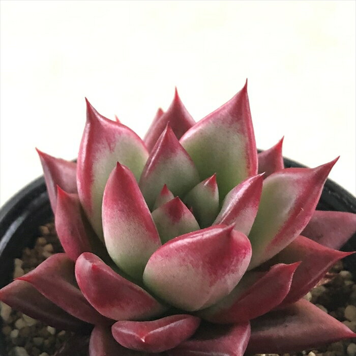 多肉植物 hmエケベリア レッドプラム 多肉植物 エケベリア 6cmポットのサムネイル