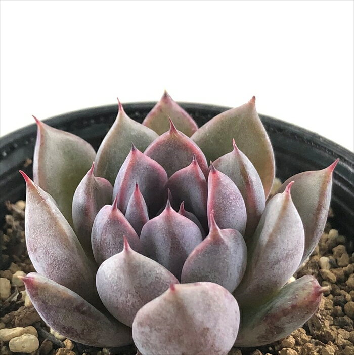 多肉植物 hmエケベリア ブラッククイーン×沙羅姫牡丹 多肉植物 エケベリア 6cmポットのサムネイル