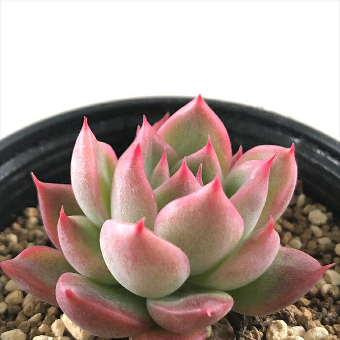 多肉植物 hmエケベリア フロリディティー 多肉植物 エケベリア 6cmポットのサムネイル