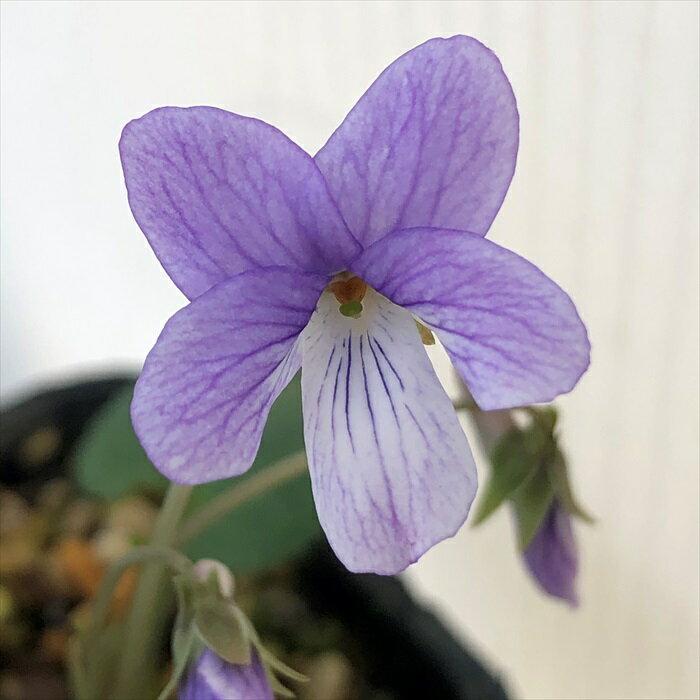 予約販売 スミレ 苗 コスミレ丸弁 7.5cmポットすみれ 山野草 多年草 ガーデニング 花苗 宿根草 nfs 11月下旬以降発送のサムネイル