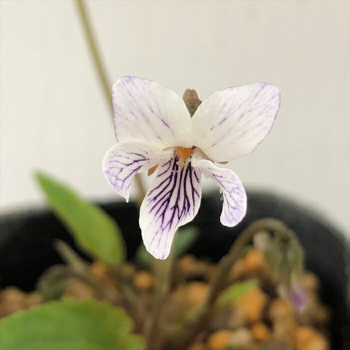 スミレ 苗 ヤクシマリュウキュウスミレ 7.5cmポットすみれ 山野草 多年草 ガーデニング 花苗 宿根草 nfsのサムネイル