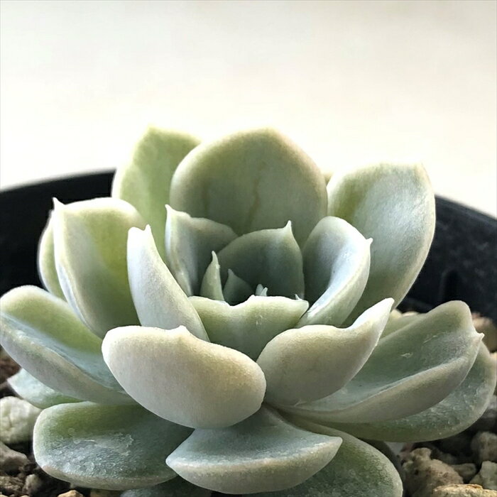 多肉植物 skエケベリア メキシカンスノーボール 多肉植物 エケベリア 7.5cmポットのサムネイル