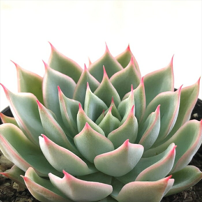 多肉植物 skエケベリア シトリン 多肉植物 エケベリア 7.5cmポットのサムネイル
