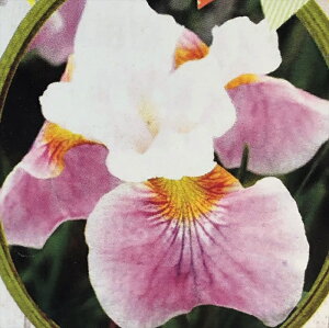 予約販売 シベリアアヤメ 苗 天の羽衣 13.5cmポット 菖蒲 綾目 あやめ 多年草 ガーデニング 花苗 宿根草 imk 11月上旬以降発送