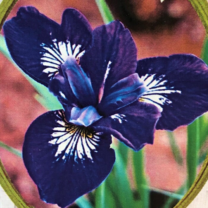 予約販売 シベリアアヤメ 網星 13.5cmポット アヤメ科 あやめ 菖蒲 綾目 宿根草 落葉 imk 4月上旬以降発送のサムネイル