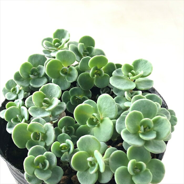 多肉植物 sbミセバヤ ヒダカミセバヤ 多肉植物 セダム 7.5cmポットのサムネイル