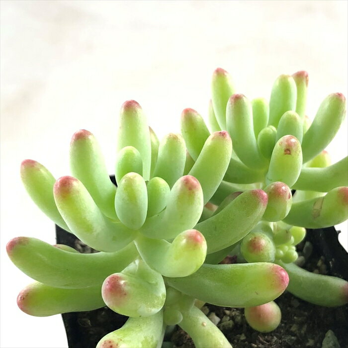 多肉植物 seセダム 乙女心 多肉植物 セダム 7.5cmポットのサムネイル