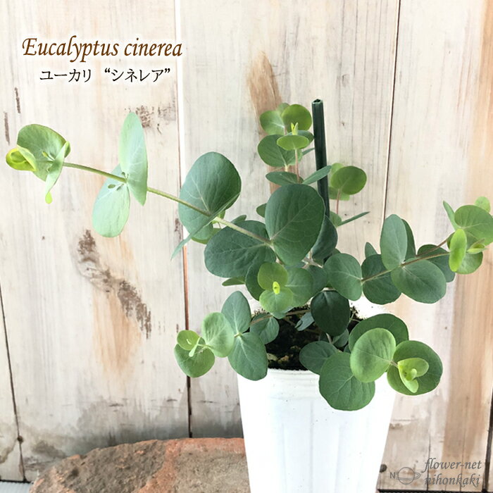 ユーカリ 苗 シネレア 9cmポット 銀丸葉 シンボルツリー 苗木 花木 ハーブ苗 Herbのサムネイル