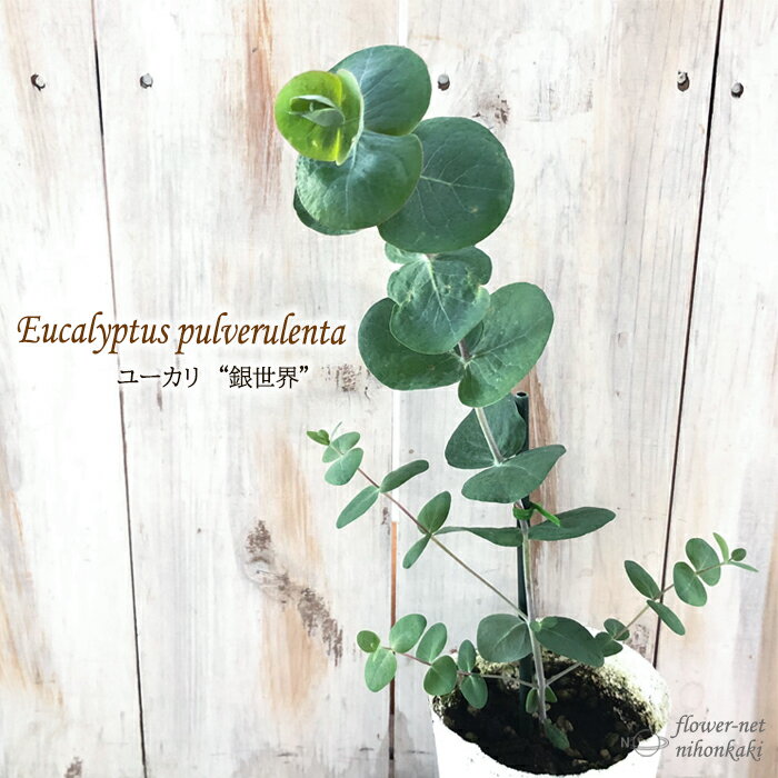 ユーカリ 苗 銀世界 9cmポット シンボルツリー 苗木 花木 ハーブ苗 Herbのサムネイル
