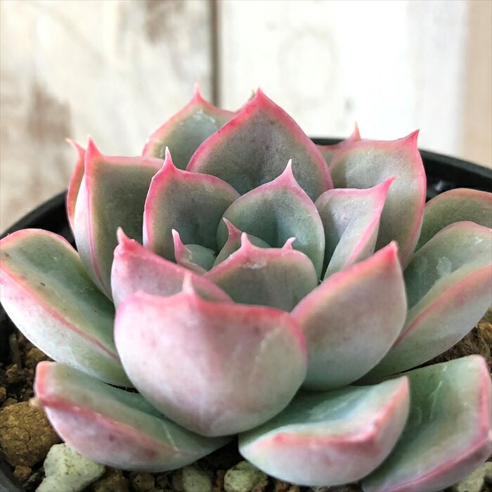 多肉植物 hmエケベリア ブルーオリオン 多肉植物 エケベリア 6cmポットのサムネイル
