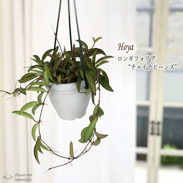 ホヤ ロンギフォリア チャイナビーンズ 4号鉢 吊り 観葉植物 インテリア おしゃれのサムネイル