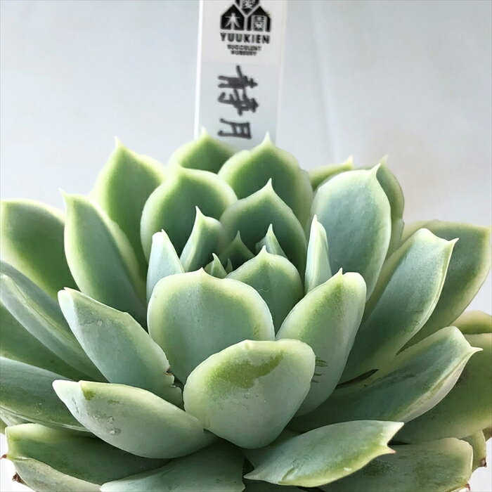 多肉植物 yukエケベリア 静月 多肉植物 優木園さんの苗 送料無料 エケベリア 6cmポットのサムネイル