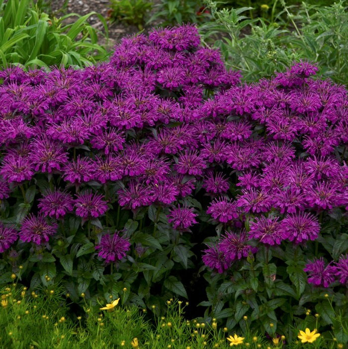 宿根草の苗 コンパクトモナルダ 苗 グレープガムボール 10.5cmポット 多年草 ガーデニング 花苗 宿根草苗 nish4のサムネイル