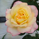 予約販売 バラ苗 バラ大苗 つるピース つるバラ 薔薇 ばら 黄色 troe 12月上旬以降発送 - フラワーネット 日本花キ流通