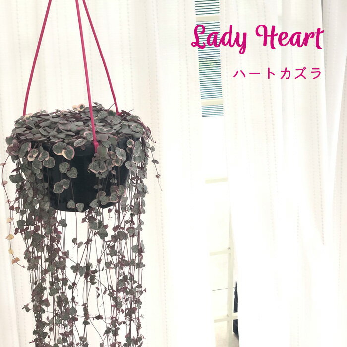 観葉植物 ハートカズラ レディハート 6号 吊り鉢 吊り下げ ハンギング 送料無料 観葉植物 室内 贈り物 プレゼント インテリア おしゃれのサムネイル