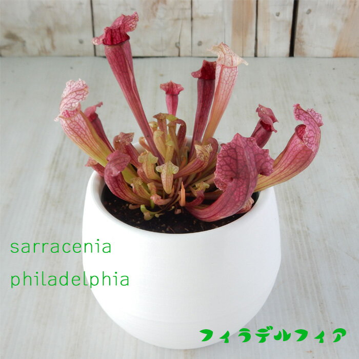 サラセニア フィラデルフィア 4.5号鉢 食虫植物のサムネイル