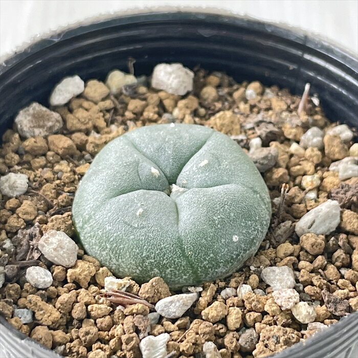 多肉植物 hmサボテン ロホホラ 烏羽玉 多肉植物 6cmポットのサムネイル