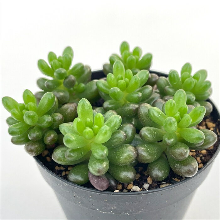 多肉植物 skセダム アップルベリー 多肉植物 セダム 7.5cmポットのサムネイル