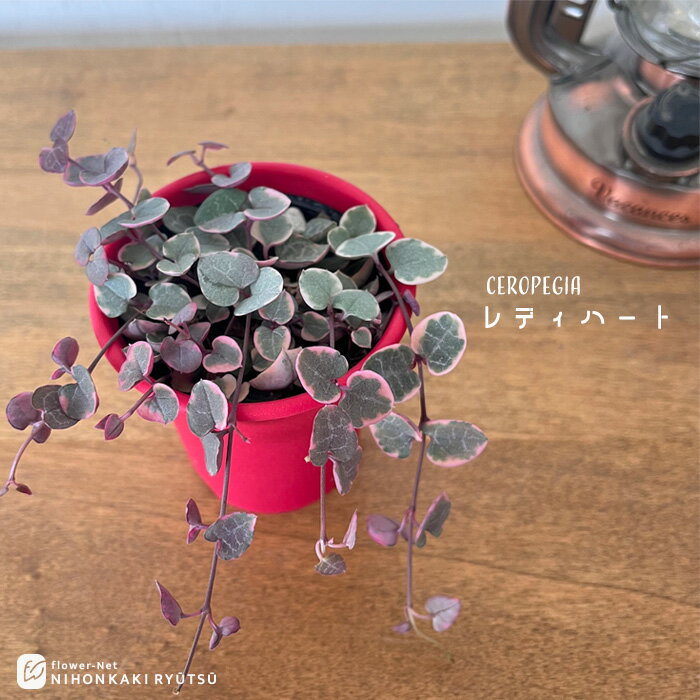 観葉植物 セロペギア レディーハート 2.5号鉢 多肉植物 観葉植物 ハートカズラ 小型 小さい 室内 贈り物 プレゼント インテリア おしゃれ