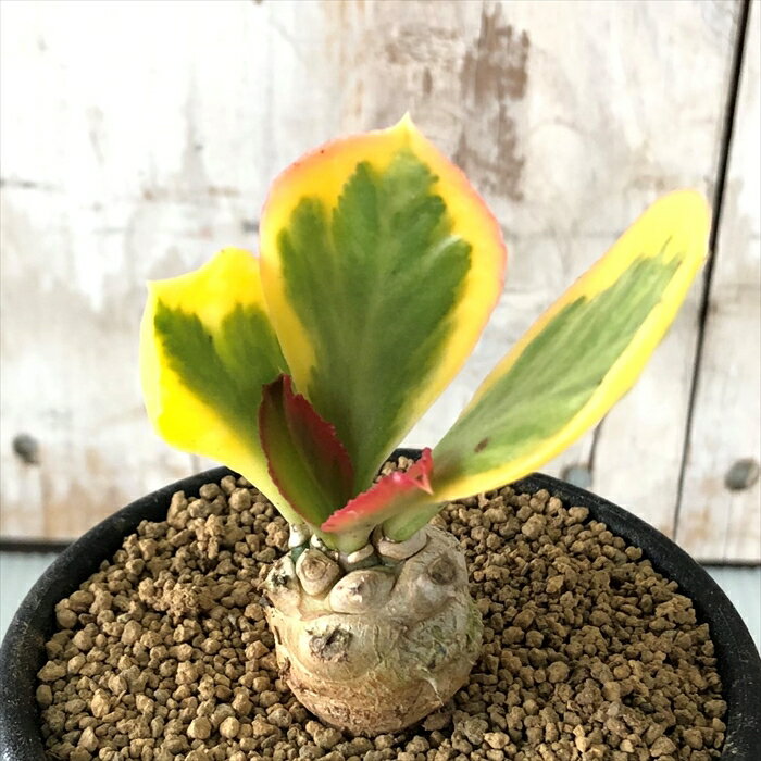 多肉植物 caユーフォルビア ポイゾニー錦 7.5cmポット 多肉植物 ユーフォルビア コーデックスのサムネイル