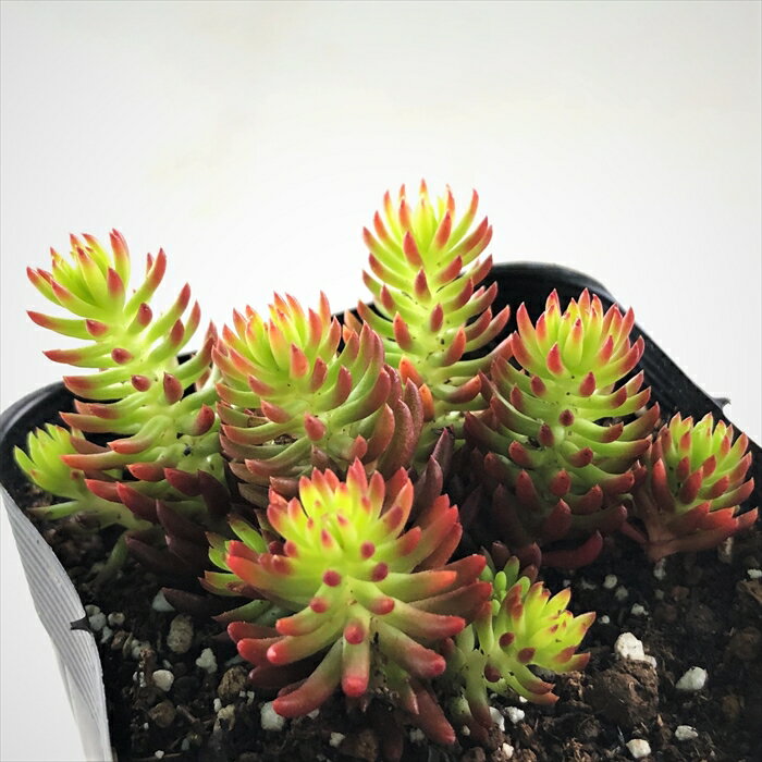 多肉植物 seセダム ルペストレ アンジェリーナ 7.5cmポット 多肉植物 セダムのサムネイル