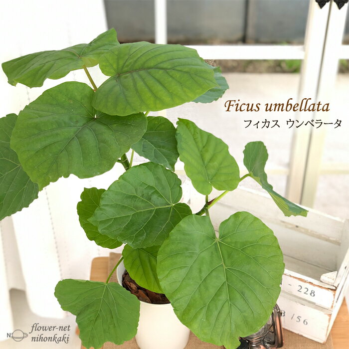 観葉植物 フィカス ウンベラータ 5号鉢 送料無料 観葉植物 室内 贈り物 プレゼント インテリア おしゃれのサムネイル