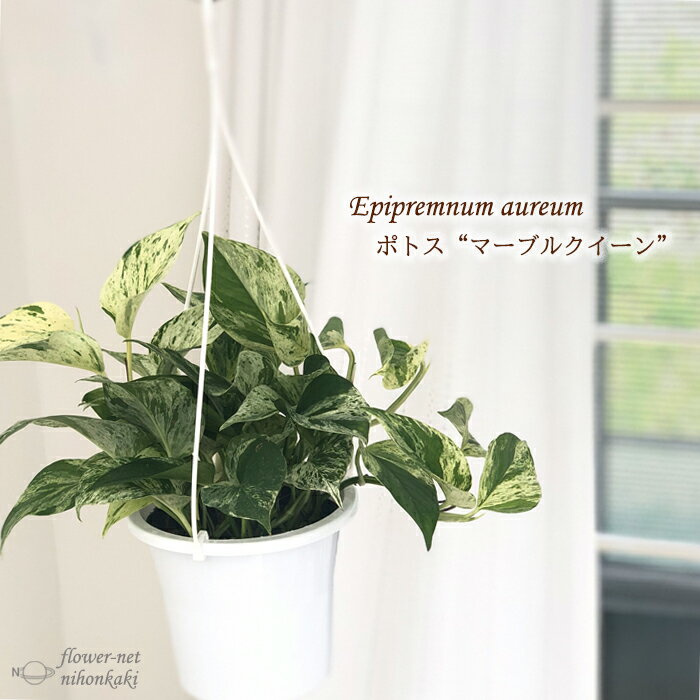 ポトス マーブルクイーン 5号吊り鉢 観葉植物 インテリア おしゃれのサムネイル