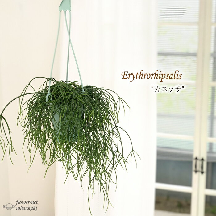 観葉植物 リプサリス カスッサ 3.5号鉢 送料無料 観葉植物 小型 小さい 室内 贈り物 プレゼント インテリア おしゃれのサムネイル