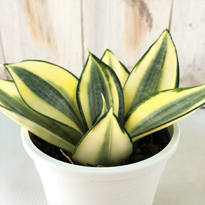 楽天市場】サンスベリア ハニー（観葉植物｜花・観葉植物）：花