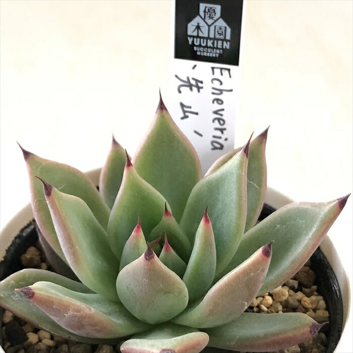 多肉植物 yukエケベリア 先山 多肉植物 優木園さんの苗 送料無料 エケベリア 6cmポットのサムネイル