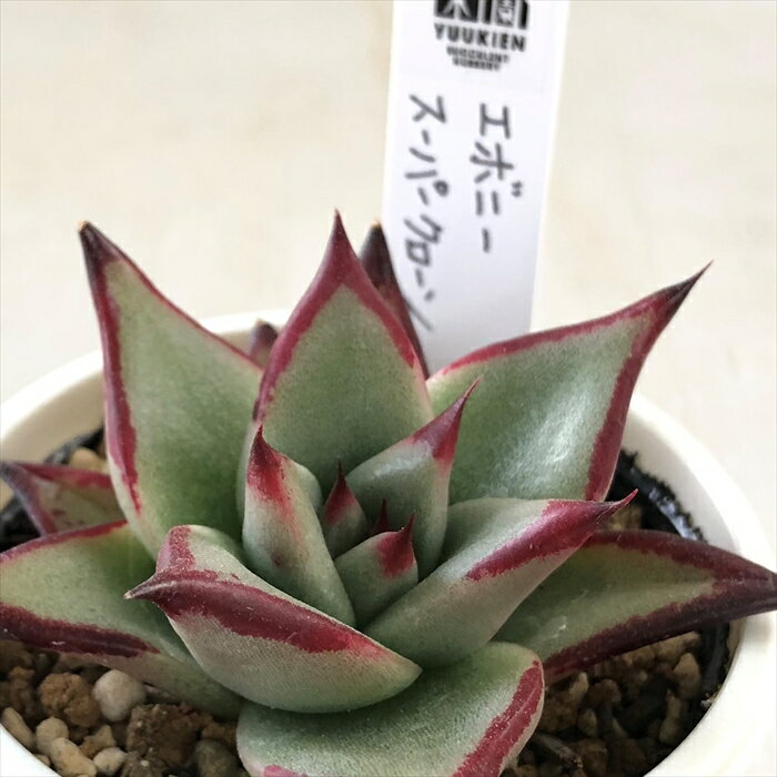 多肉植物 yukエケベリア エボニースーパークローン 多肉植物 優木園さんの苗 送料無料 エケベリア 6cmポットのサムネイル