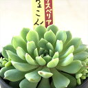 多肉植物 oriミックスベリア No.008 ちょこん 多肉植物 おらいさん苗 送料無料 エケベリア 6cmポット